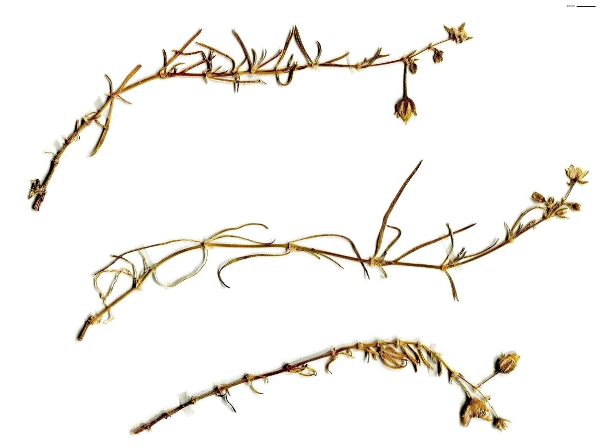 Spergula media (Caryophyllaceae)